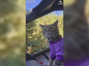 WATCH: Cat takes a ride on an